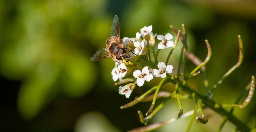 Burina už na záhrade rastie, pripravte si z nej napríklad lahodný šalát
