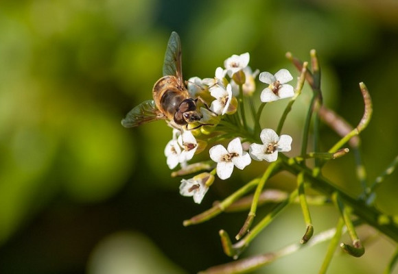 Burina už na záhrade rastie, pripravte si z nej napríklad lahodný šalát
