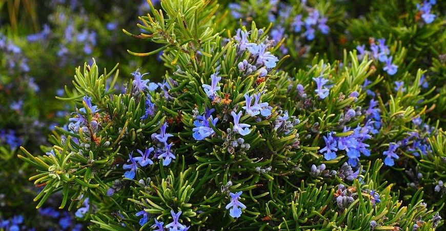 Jar je vhodná na založenie bylinkového záhona. Ako na to? 