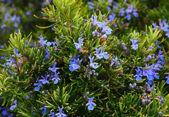 Jar je vhodná na založenie bylinkového záhona. Ako na to? 