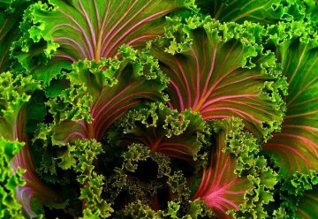 Vysiať semená zeleniny ešte v júli sa oplatí, úroda bude ešte tento rok v jesení