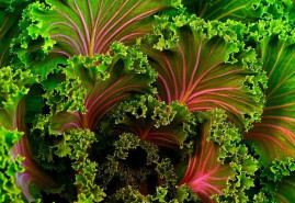 Vysiať semená zeleniny ešte v júli sa oplatí, úroda bude ešte tento rok v jesení