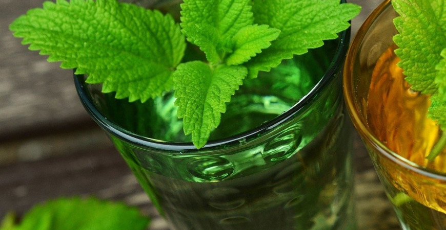 Medovka by rozhodne nemala chýbať na žiadnej záhrade