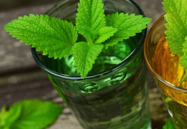 Medovka by rozhodne nemala chýbať na žiadnej záhrade