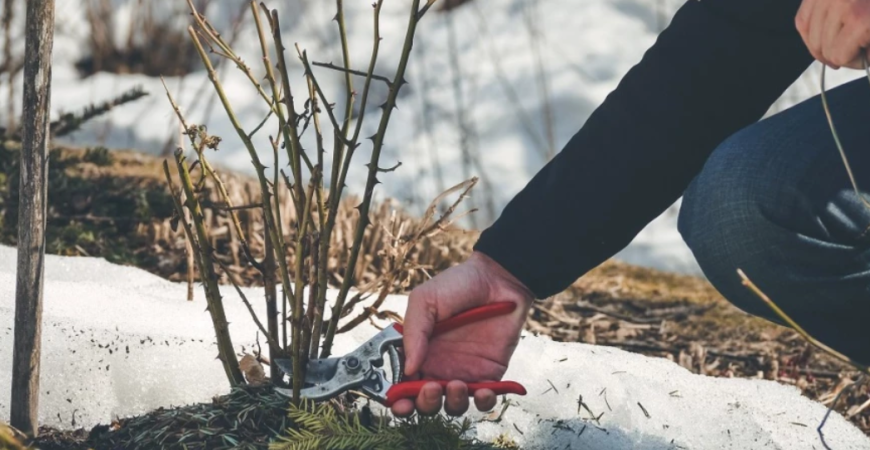 Zima sa blíži, viete ako správne zimovať rastliny?