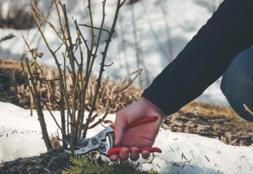 Zima sa blíži, viete ako správne zimovať rastliny?