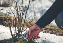 Zima sa blíži, viete ako správne zimovať rastliny?