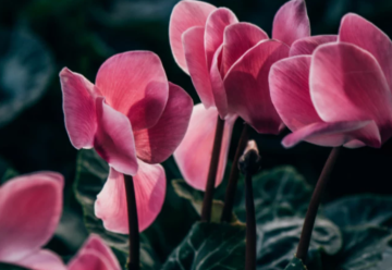 Aké kvitnúce rastliny použiť na vianočné dekorácie? 