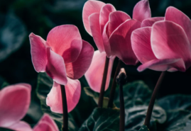 Aké kvitnúce rastliny použiť na vianočné dekorácie? 