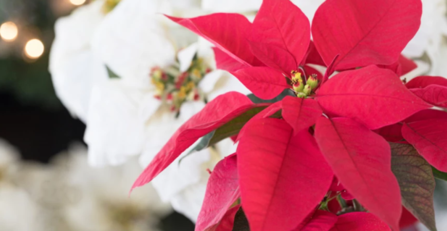 Každý rok kupujete vianočnú ružu a nikdy nevydrží ani do Štedrého dňa?