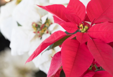 Každý rok kupujete vianočnú ružu a nikdy nevydrží ani do Štedrého dňa?