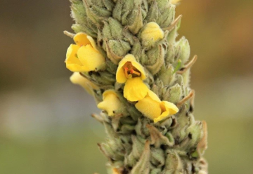 Divozel - pestovanie na záhrade a význam v liečiteľstve