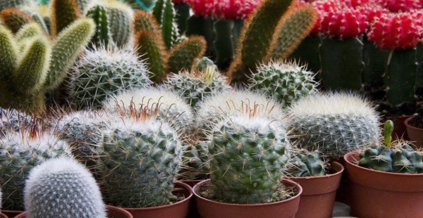 Pestovanie kaktusov zo semien