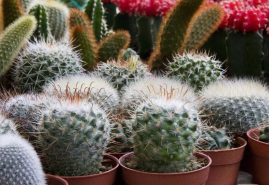 Pestovanie kaktusov zo semien