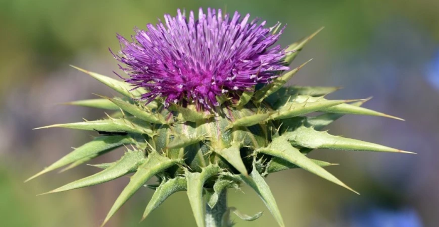 Pestrec mariánsky - jeho liečivé účinky a pestovanie