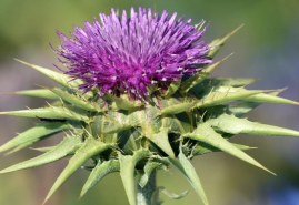 Pestrec mariánsky - jeho liečivé účinky a pestovanie