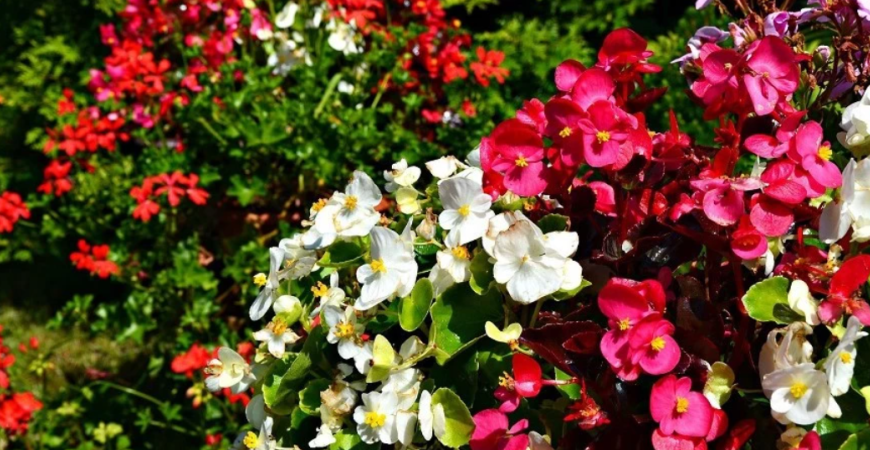 Pestujeme jarné cibuľoviny