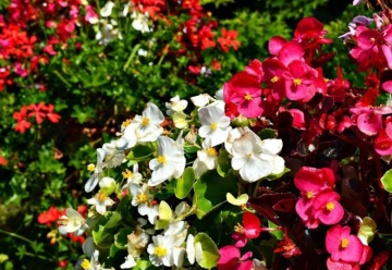 Pestujeme jarné cibuľoviny