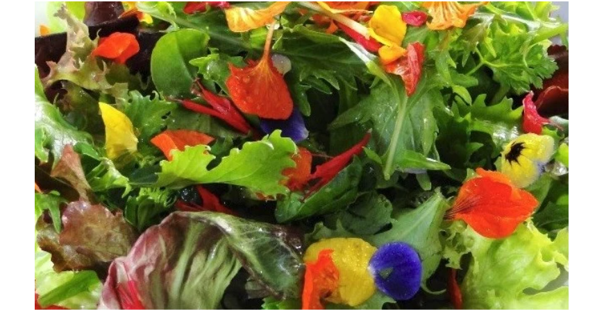 Do šalátov a dezertov – jedlé kvety byliniek, okrasných rastlín