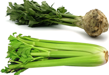 Zdravý, so širokým využitím v kuchyni – to je zeler