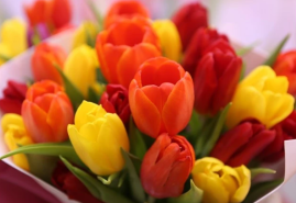 Ako pestovať tulipány, aby ste mali krásne kvety