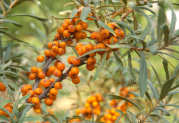 Rakytník rešetliakový a jeho liečivá sila