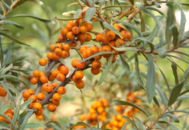 Rakytník rešetliakový a jeho liečivá sila