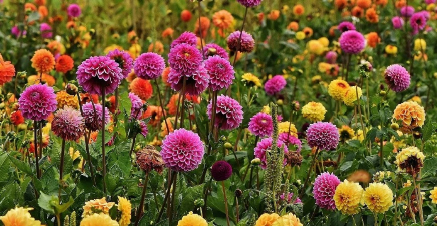 Georgíny, kvetiny našich babičiek