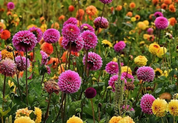 Georgíny, kvetiny našich babičiek