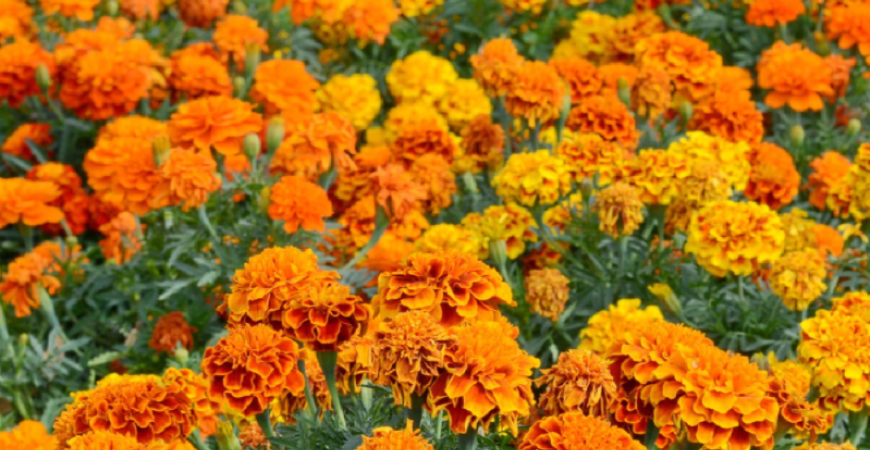 Aksamietnice – nenáročné a vďačné