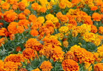 Aksamietnice – nenáročné a vďačné