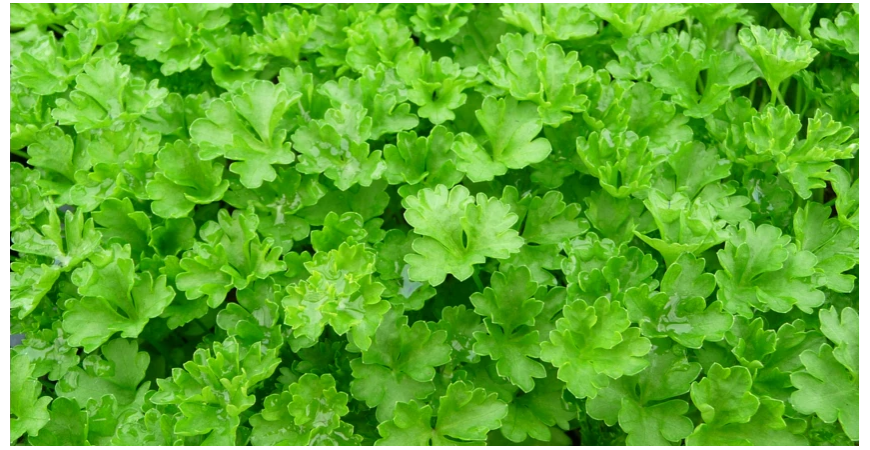 Petržlen kučeravý i hladkolistý