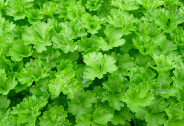 Petržlen kučeravý i hladkolistý