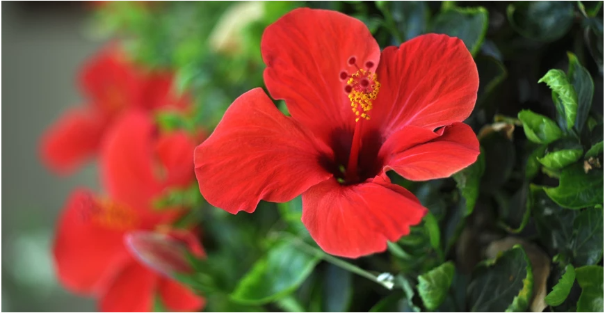 Ibištek – izbová rastlina ale aj krík pre vonkajšie pestovanie