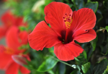 Ibištek – izbová rastlina ale aj krík pre vonkajšie pestovanie