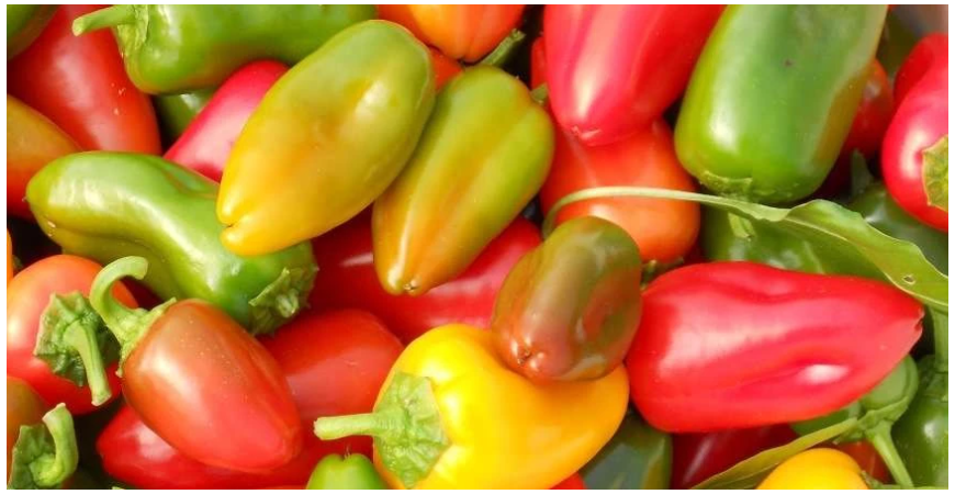 Všetko o paprikách (časť 1.)
