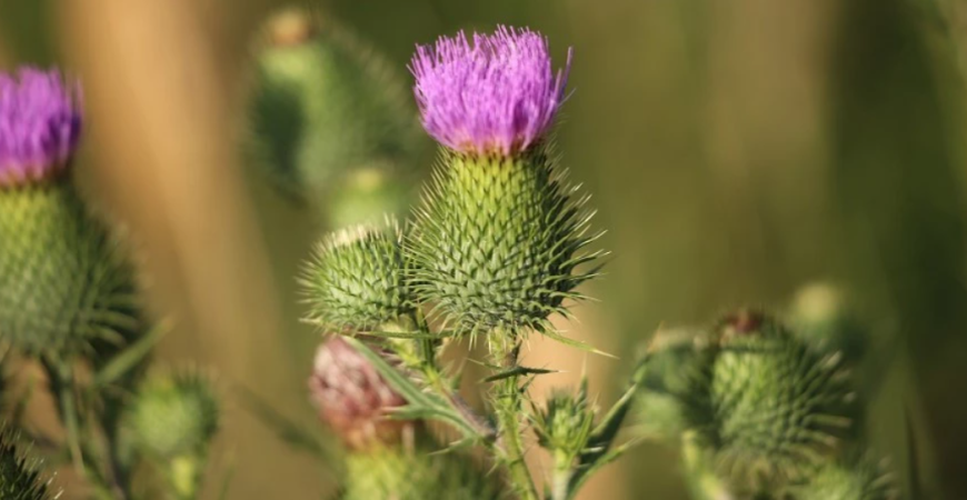 Aj bodliak môže byť užitočný