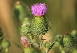 Aj bodliak môže byť užitočný