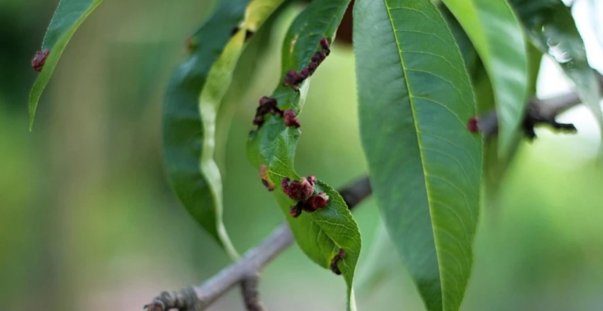 Ako chrániť broskyňový strom pred kučeravosťou?