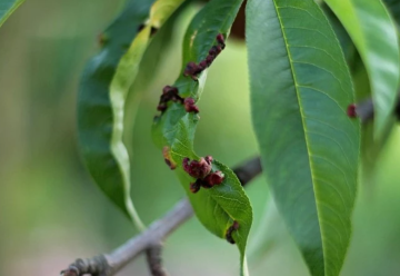 Ako chrániť broskyňový strom pred kučeravosťou?