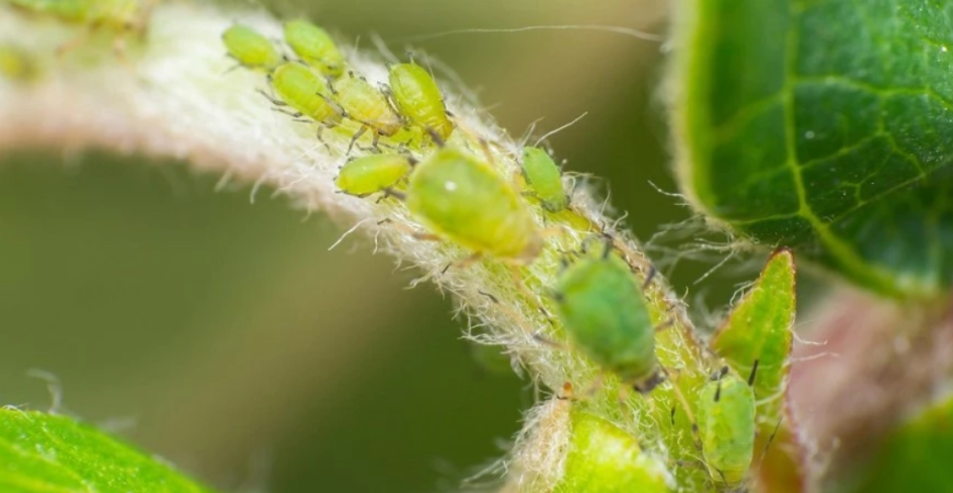 Vošky, piliarky, piadivky škodia nie len na ovocných stromoch