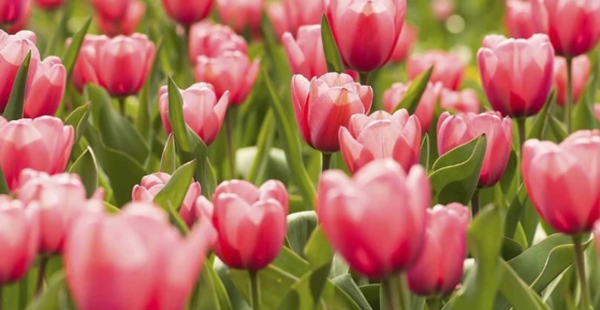 Aby na jar záhrada kvitla, začnite už teraz s výsadbou cibuľovín