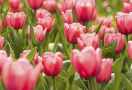 Aby na jar záhrada kvitla, začnite už teraz s výsadbou cibuľovín