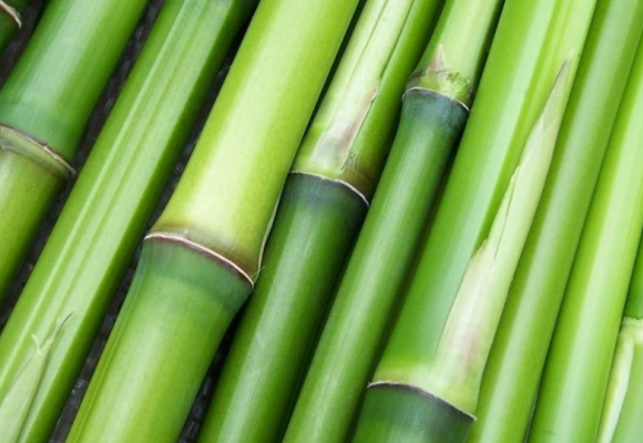Obrí solitér aj ako živý plot – pestujte bambusy