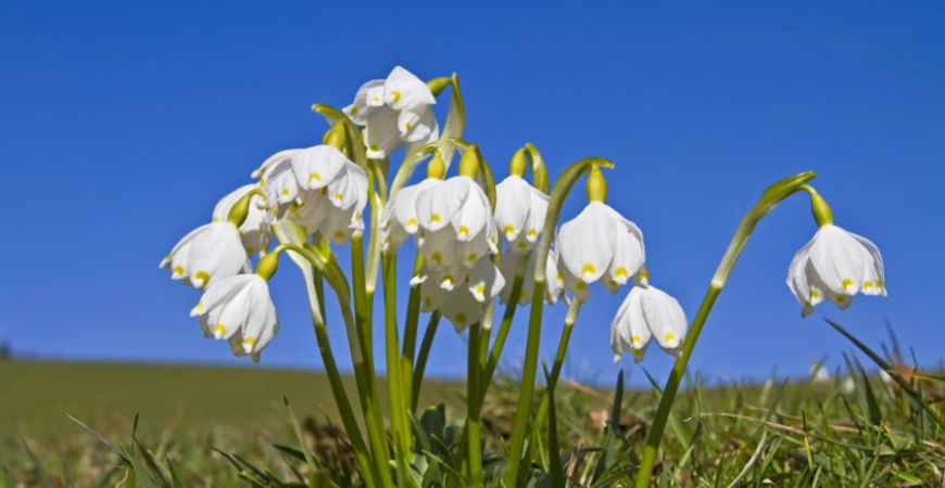 Menej nápadné cibuľoviny kvitnúce skoro na jar