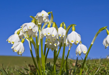 Menej nápadné cibuľoviny kvitnúce skoro na jar