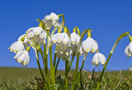 Menej nápadné cibuľoviny kvitnúce skoro na jar