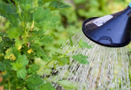 Prečo je dôležité vápnenie záhrady?