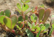 Portulaka - netradičná listová zelenina