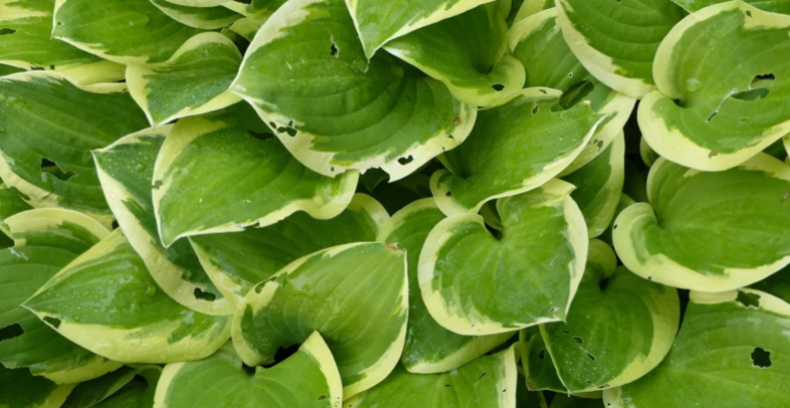 Tri mená pre jednu rastlinu – funkia, hosta, bohyška